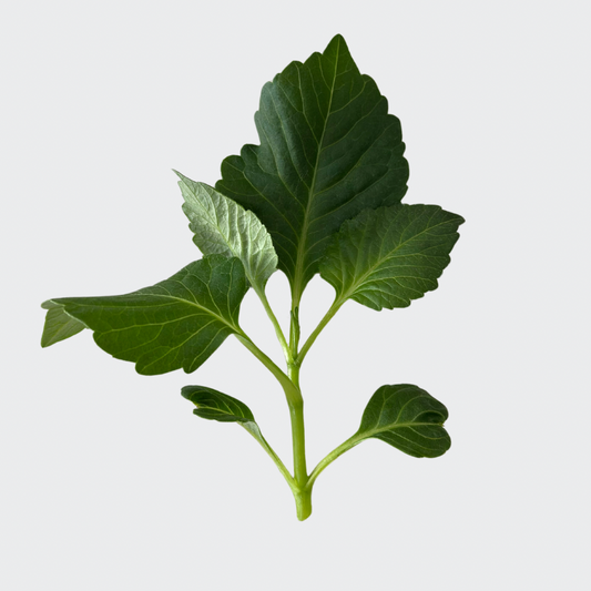 How to make dahlia cuttings