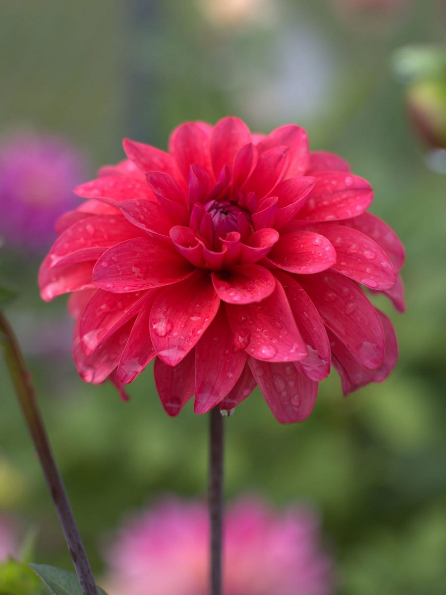 Bella Raimi (2024) - Cutting - Limit 1