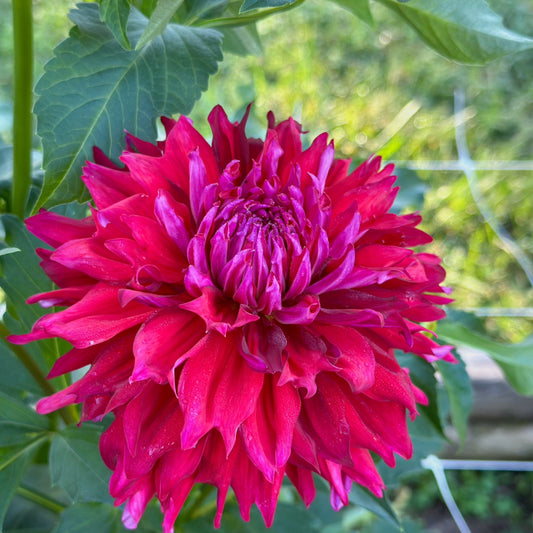 Sidehill Fuzzy (2025 New Intro)- Cutting - Limit 1