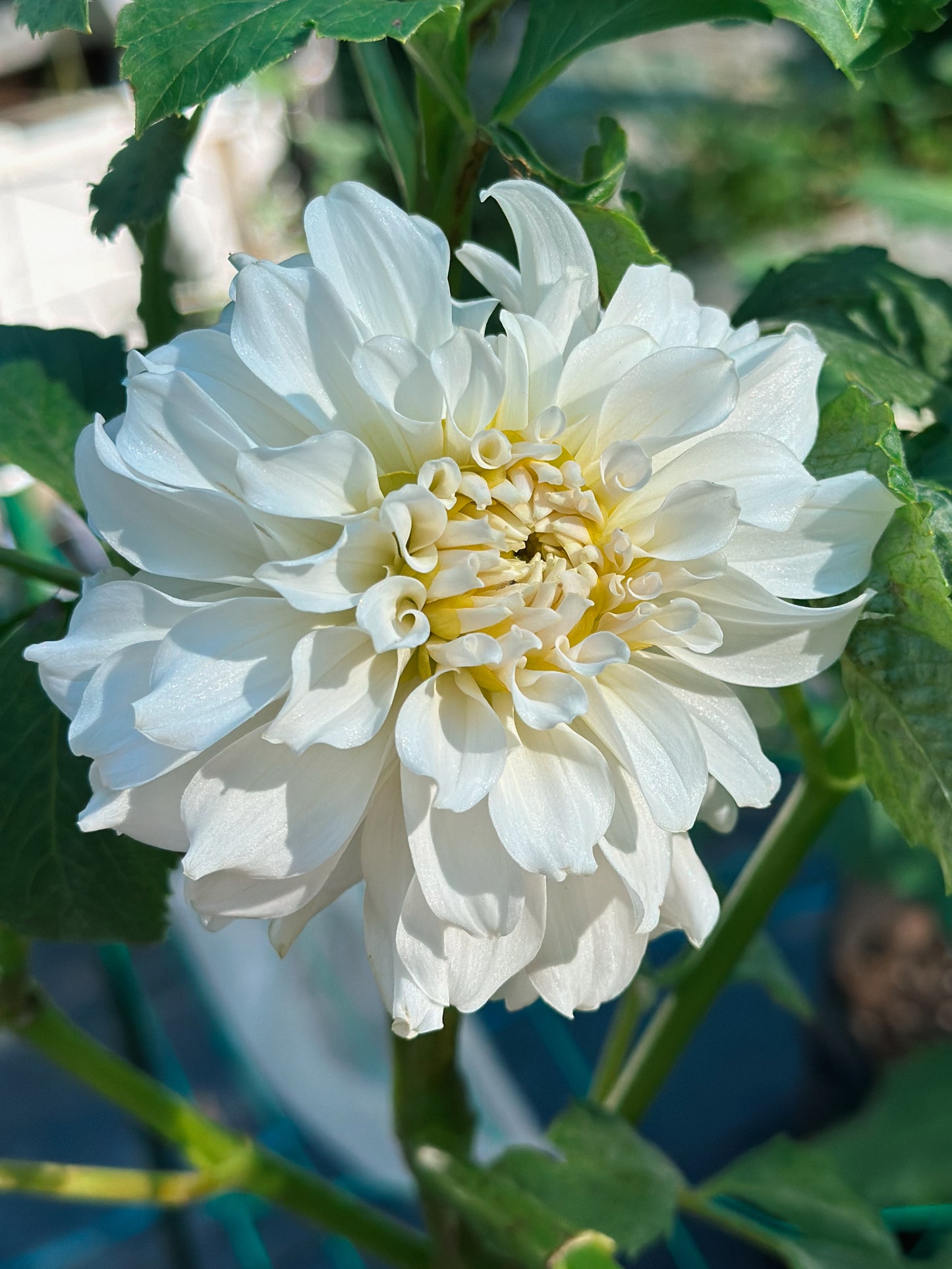 Irish Ruffles (2015)