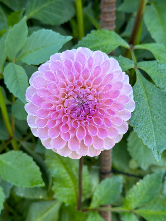 Sidehill Bonnie (2025 New Intro) - Cutting - Limit 1