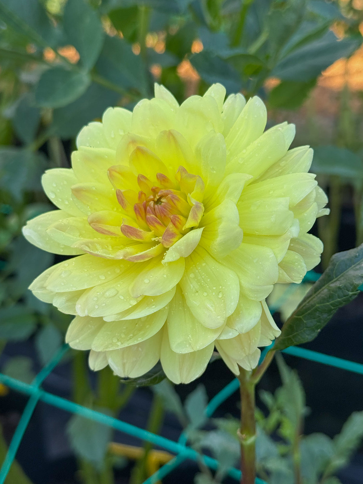 Sandia Gold (2022)