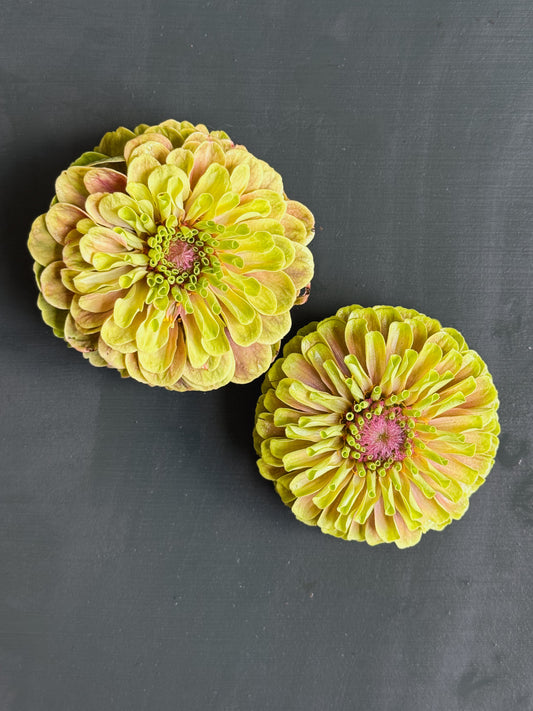 Zinnia ‘Queeny Lime with Blush”