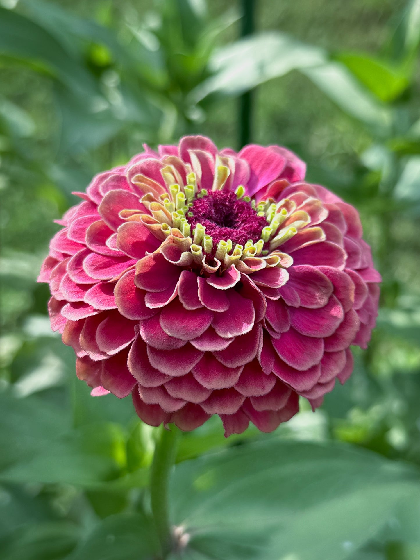 Zinnia ‘Queeny Red Lime’