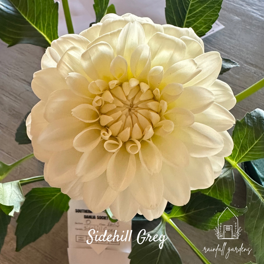 Sidehill Greg (2025 New Intro)- Cutting - Limit 1