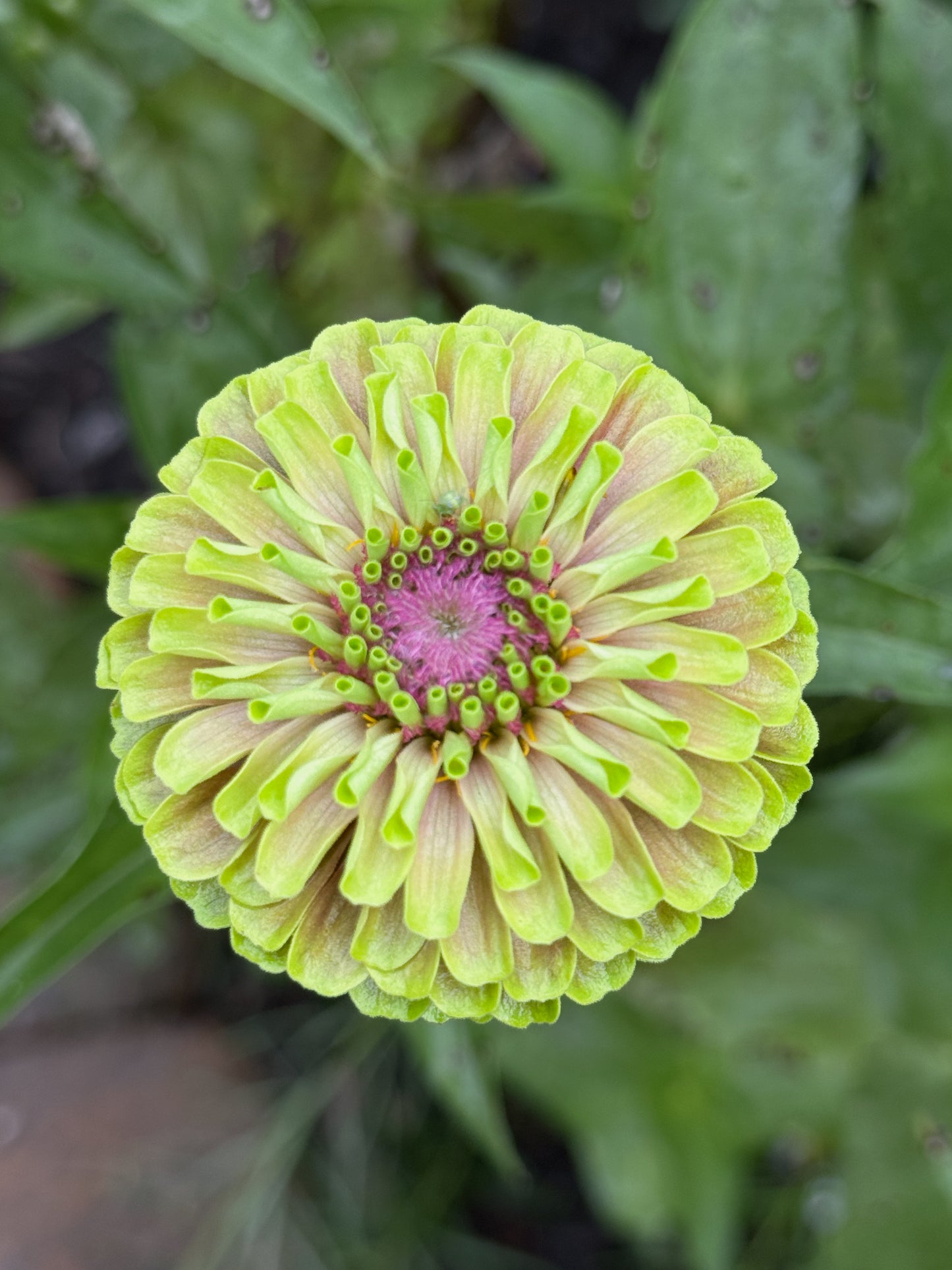 Zinnia ‘Queeny Lime with Blush”