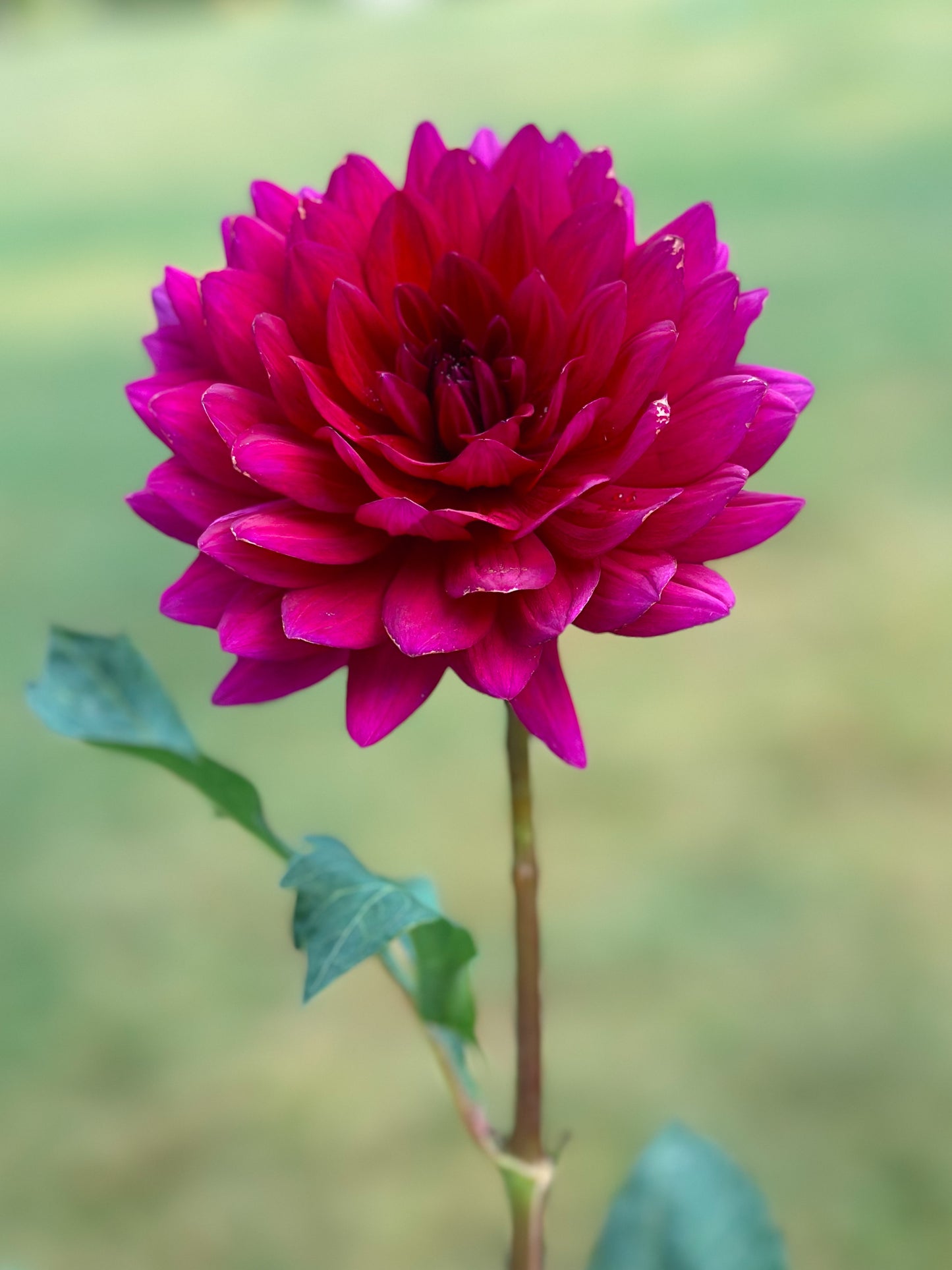 Sandia Noctourne (2023)