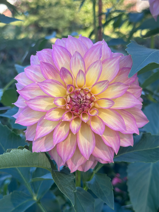 Sidehill Stella (2025 New Intro) - Cutting - Limit 1