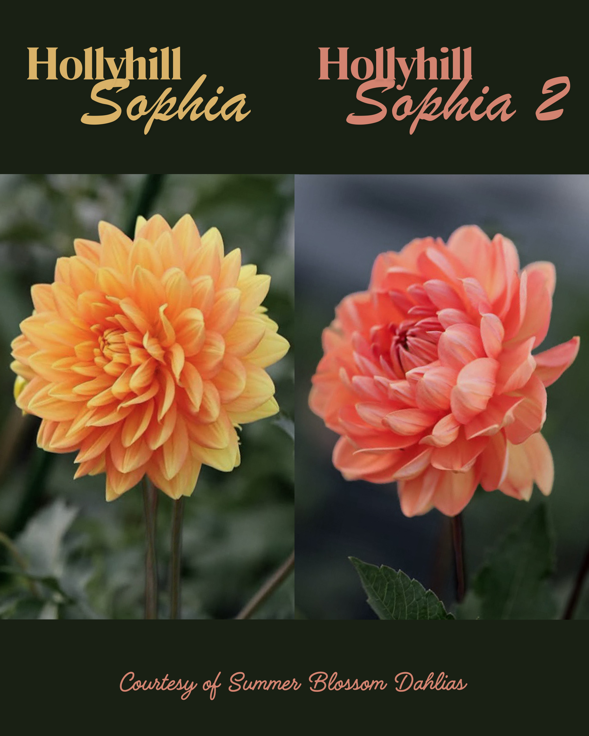 Hollyhill Sophia (original) - Cutting - Limit 1