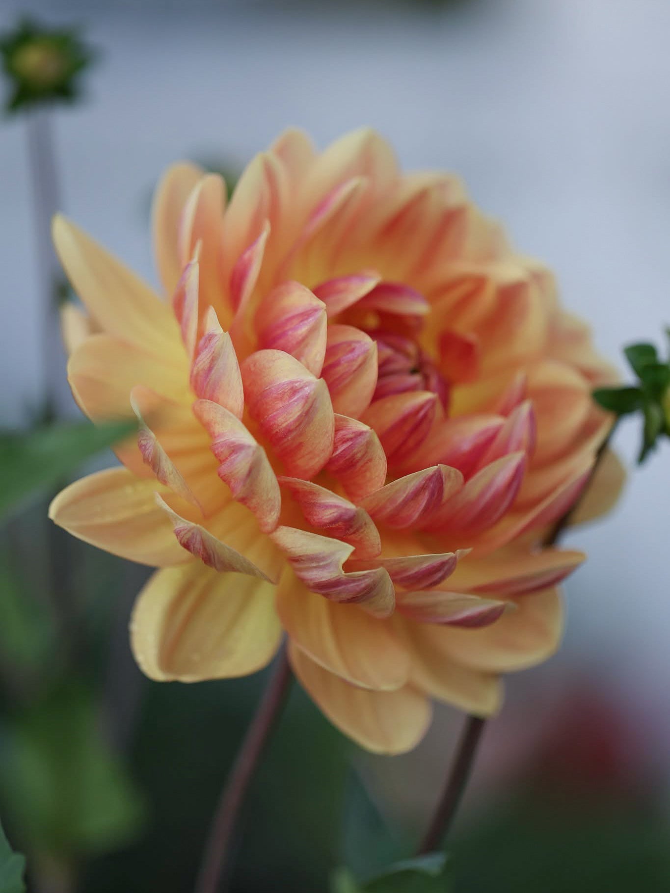 Hollyhill Golden Glow (2025) - Cutting - Limit 1