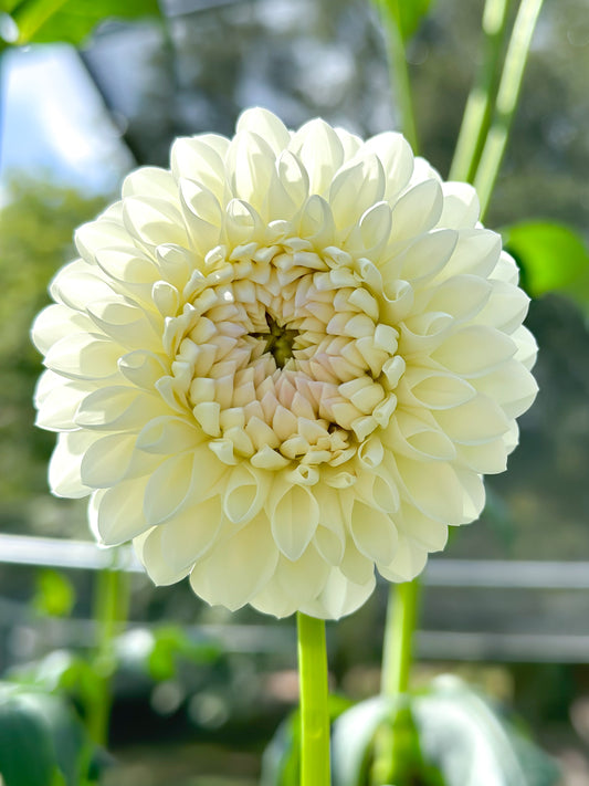 Sidehill Eric (2025 New Intro) - Cutting - Limit 1