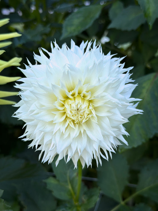 Sidehill Gilly S (2025 New Intro) Cutting - Limit 1