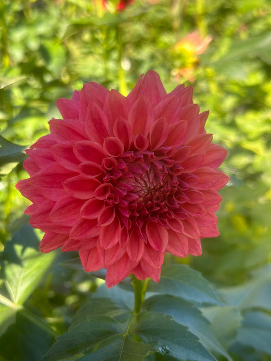 Sidehill Norma (2025 New Intro)- Cutting - Limit 1