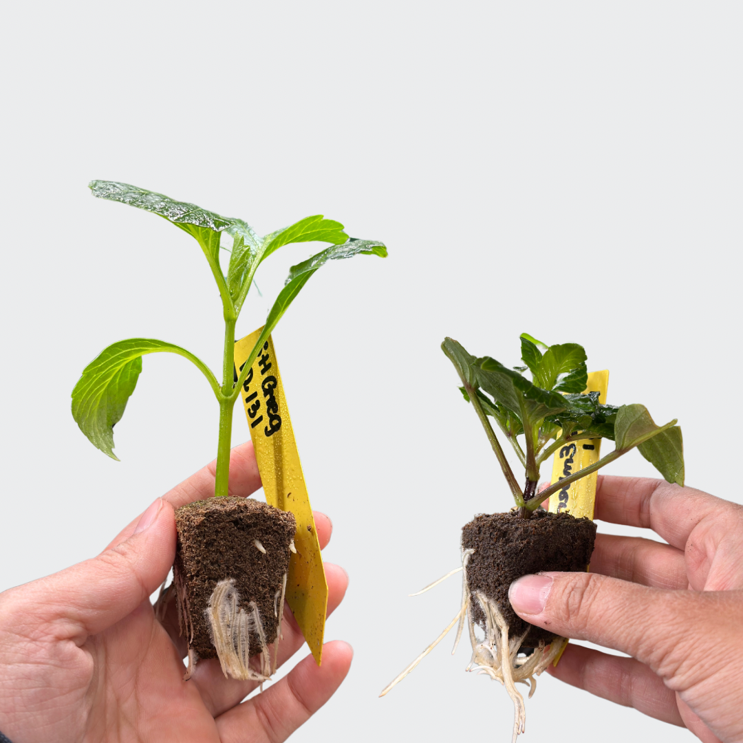 How to care for your cuttings