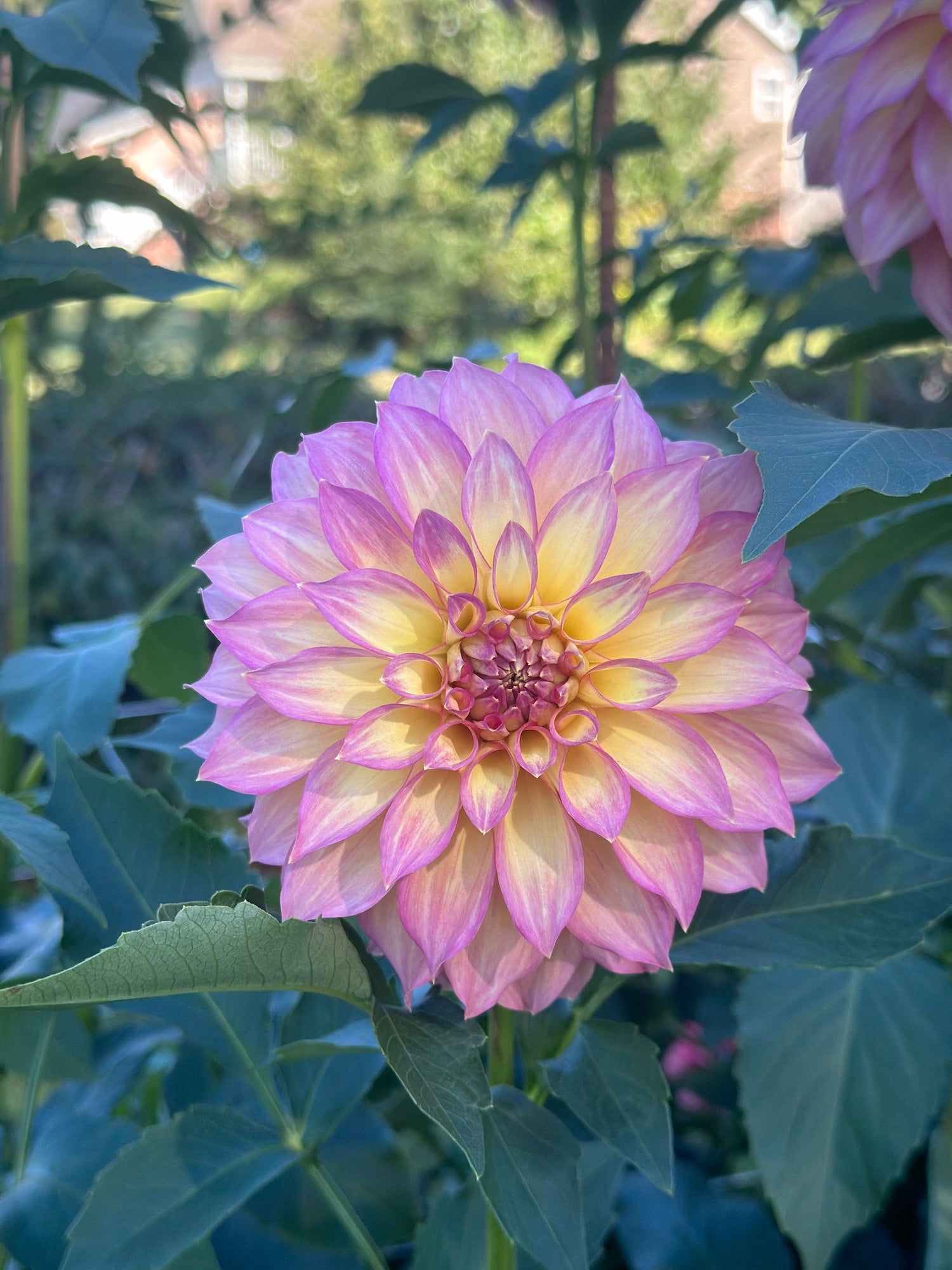 Sidehill Dahlias