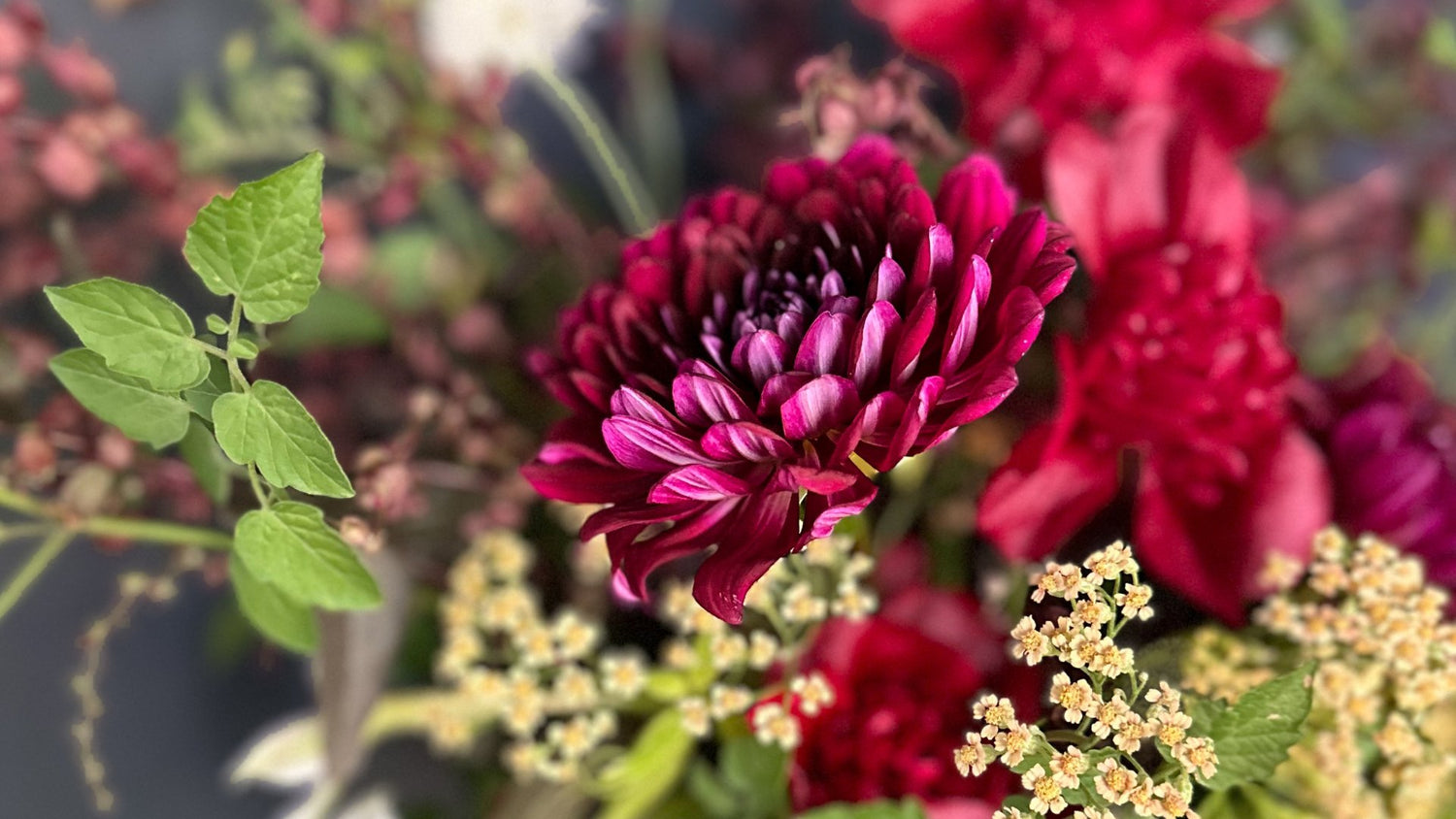 Dahlia Cuttings