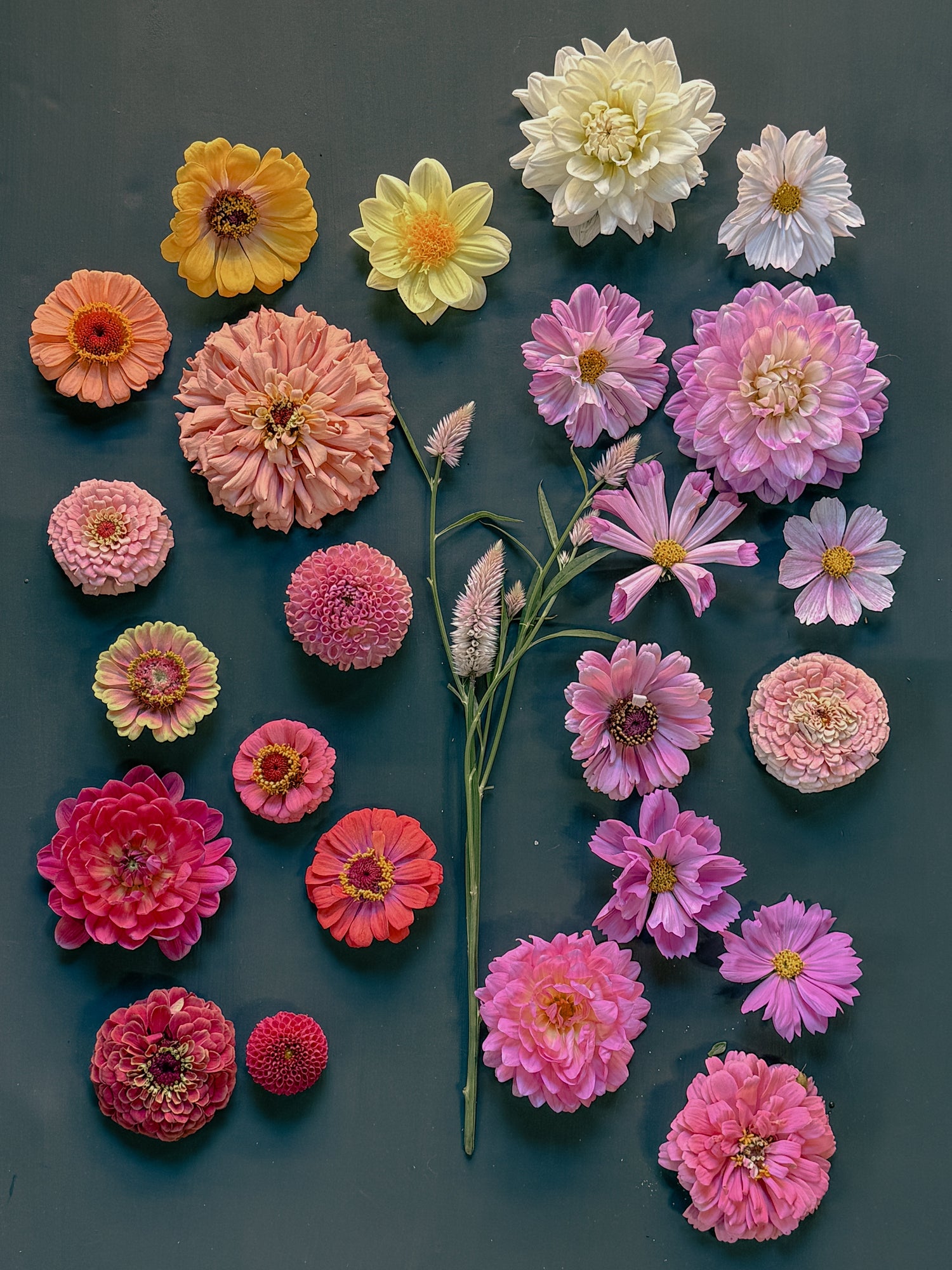 Seeds