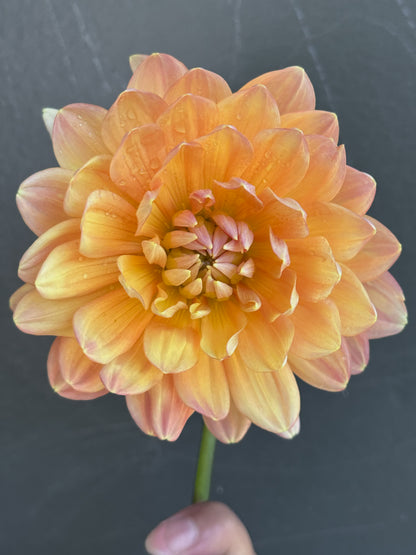 Sandia Susan (2017)