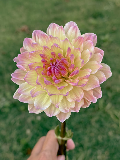 Sandia Bliss (2024)