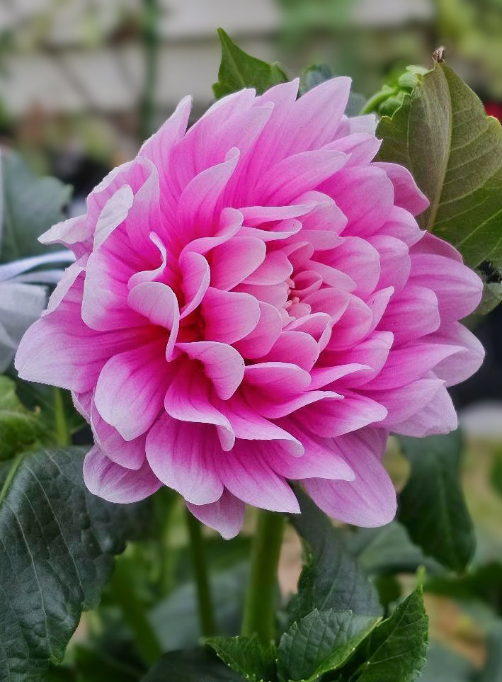 Hollyhill Pink Parfait (2023) - Cutting - Limit 1