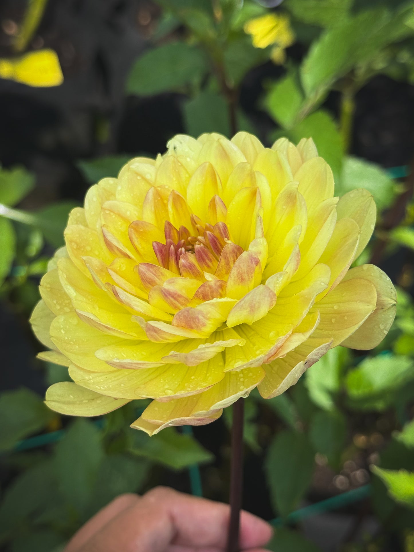 Sandia Gold (2022)