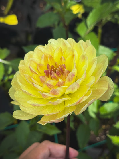 Sandia Gold (2022)