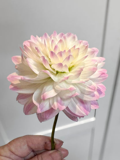 Sandia Melody (2007) Limit 1