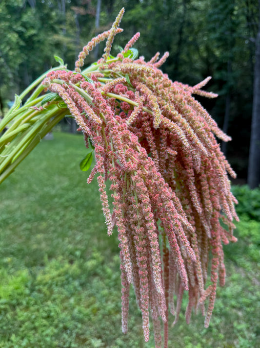 Amaranthus ‘Coral Fountain’
