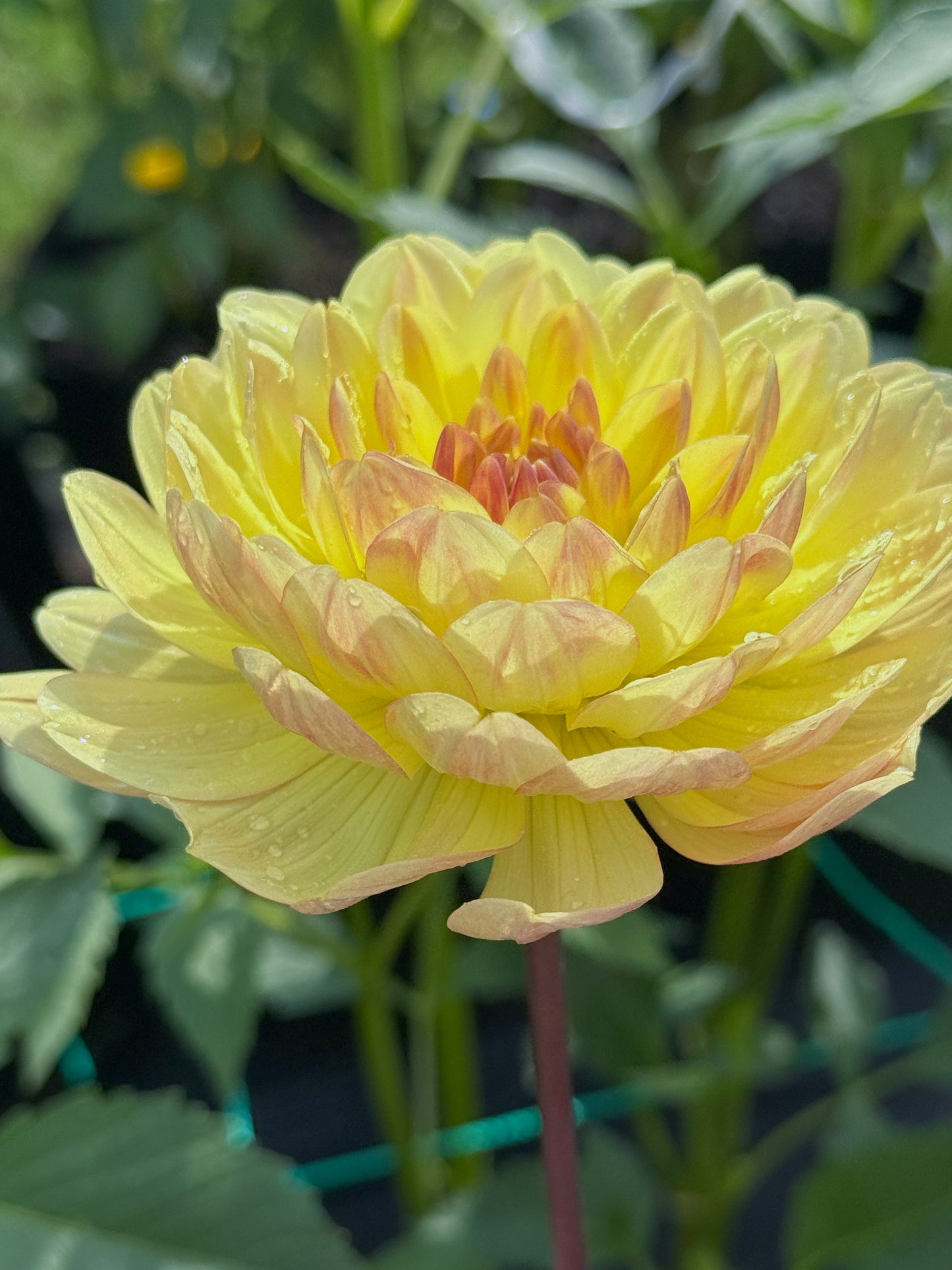 Sandia Gold (2022)