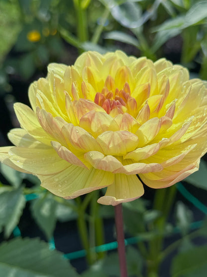 Sandia Gold (2022)