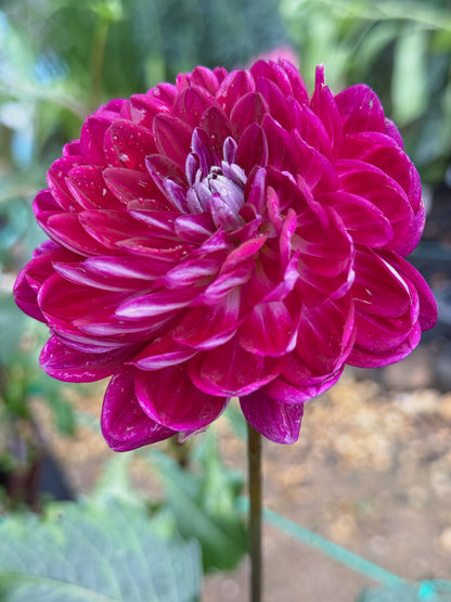 Sandia Bertha (2023)