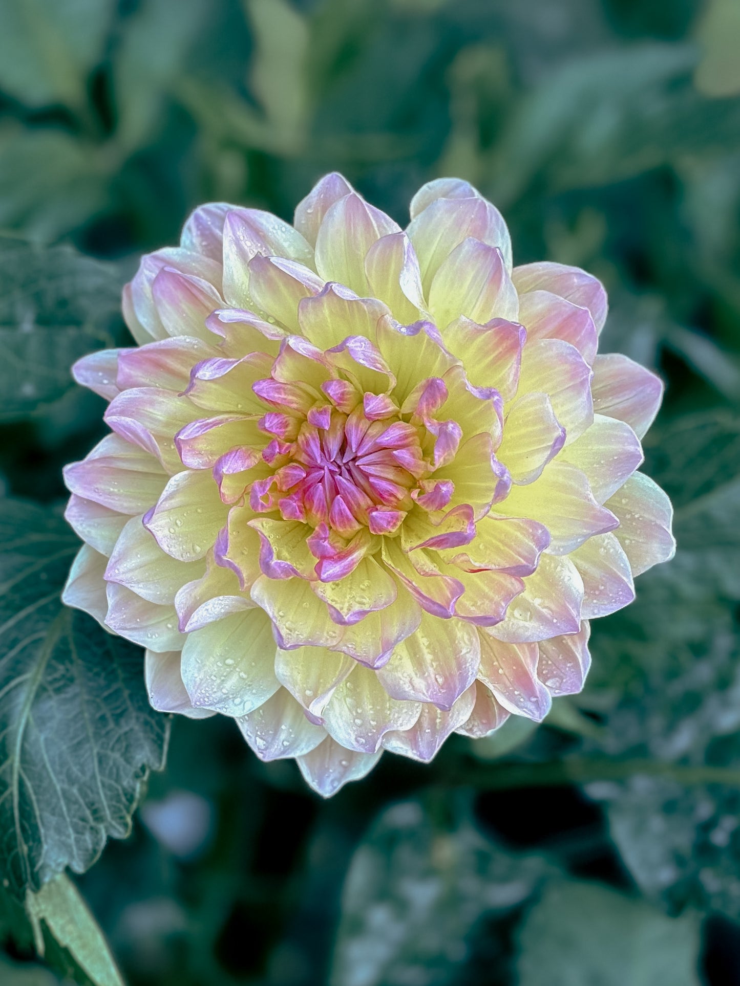 Sandia Bliss (2024)