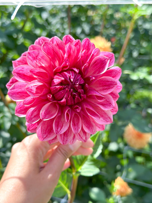 Sidehill Rose (2025 Intro) - Cutting - Limit 1