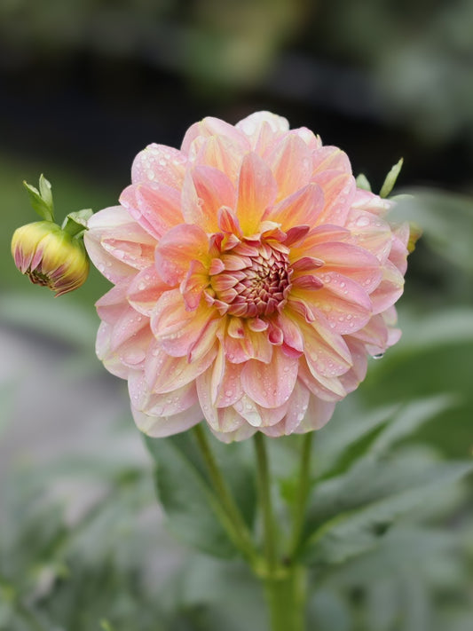 Hapet Old Charm (2020) - Cutting