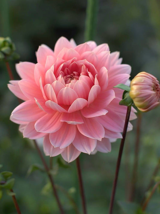 Carolina Wagemans (1992) - Cutting - Limit 1