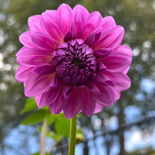 Sidehill Marcie - Cutting - Limit 1