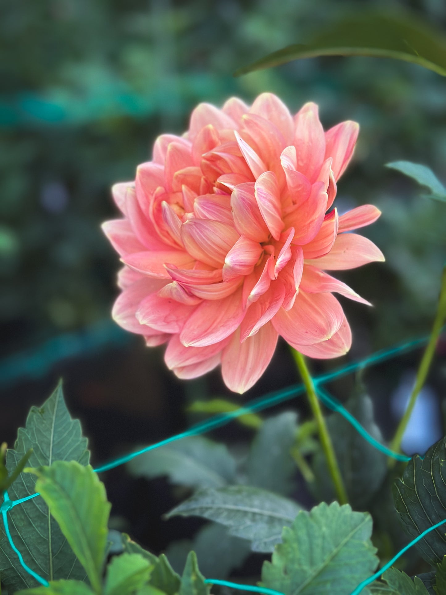 Hollyhill Serenity (2016) - Cutting