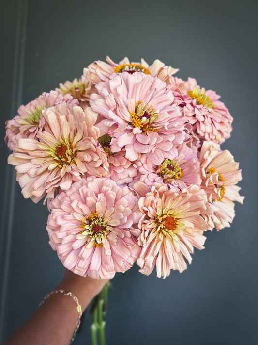 Zinnia ‘Ballerina’