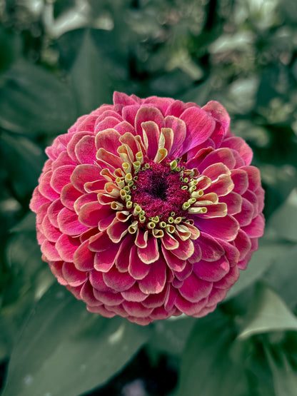 Zinnia ‘Queeny Red Lime’