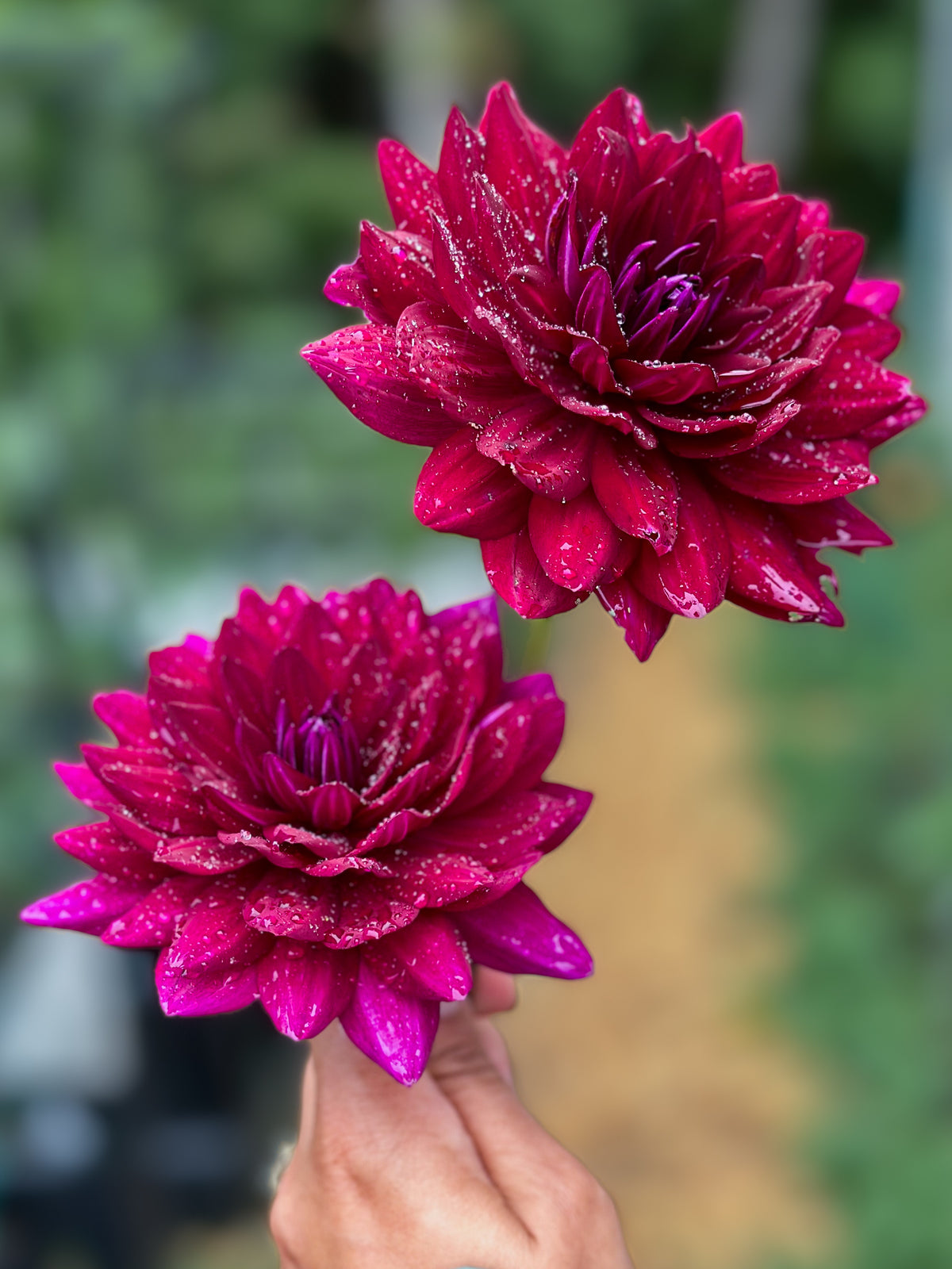 Sandia Noctourne (2023) - Fall 2026