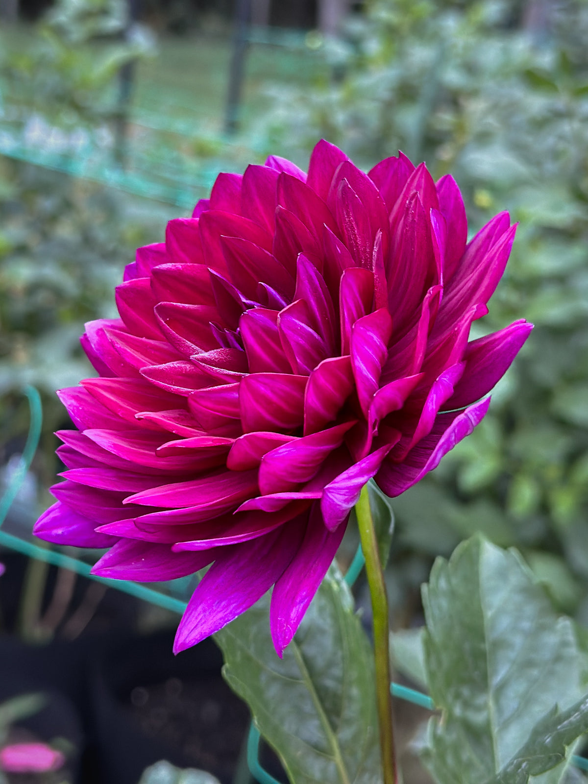 Sandia Noctourne (2023) - Fall 2026