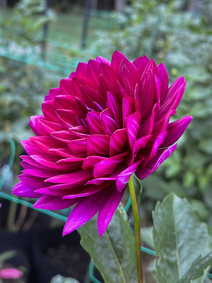 Sandia Noctourne (2023) - Fall 2026