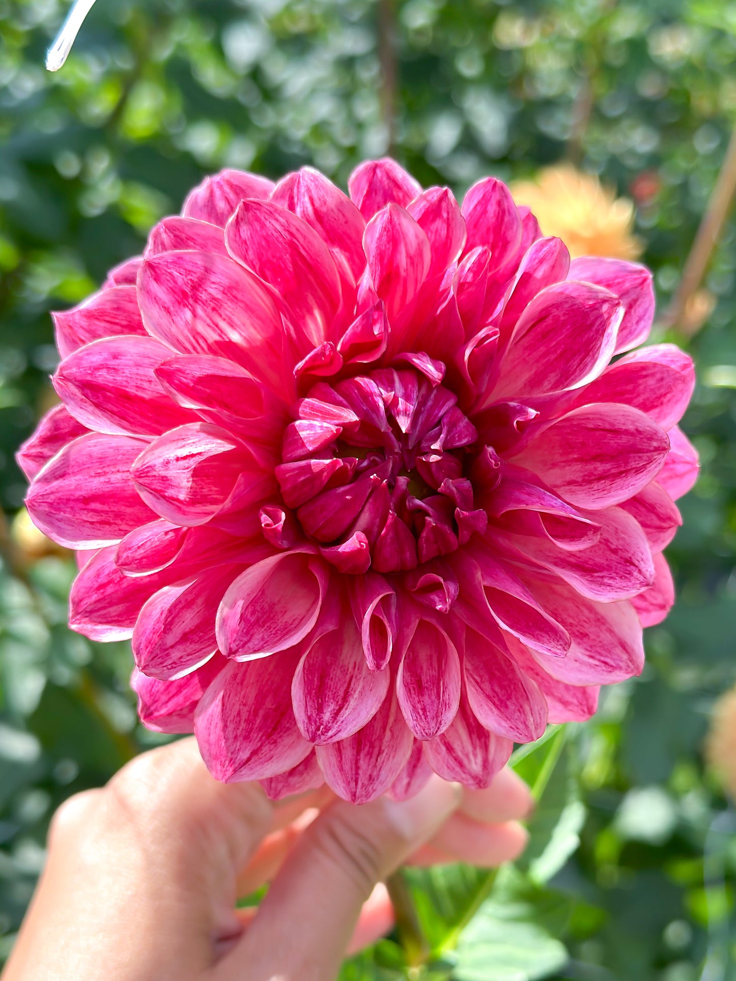 Sidehill Rose (2025 Intro) - Cutting - Limit 1