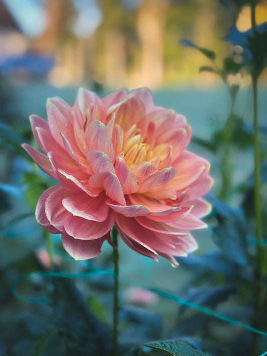 Hollyhill Serenity (2016) - Cutting