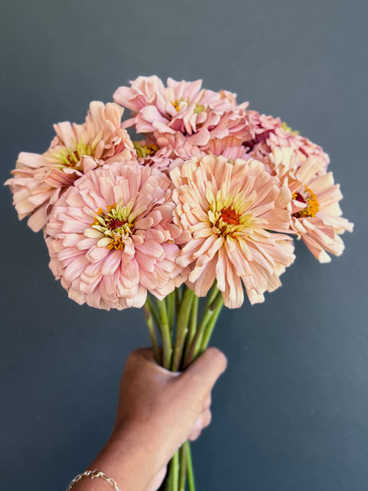 Zinnia ‘Ballerina’