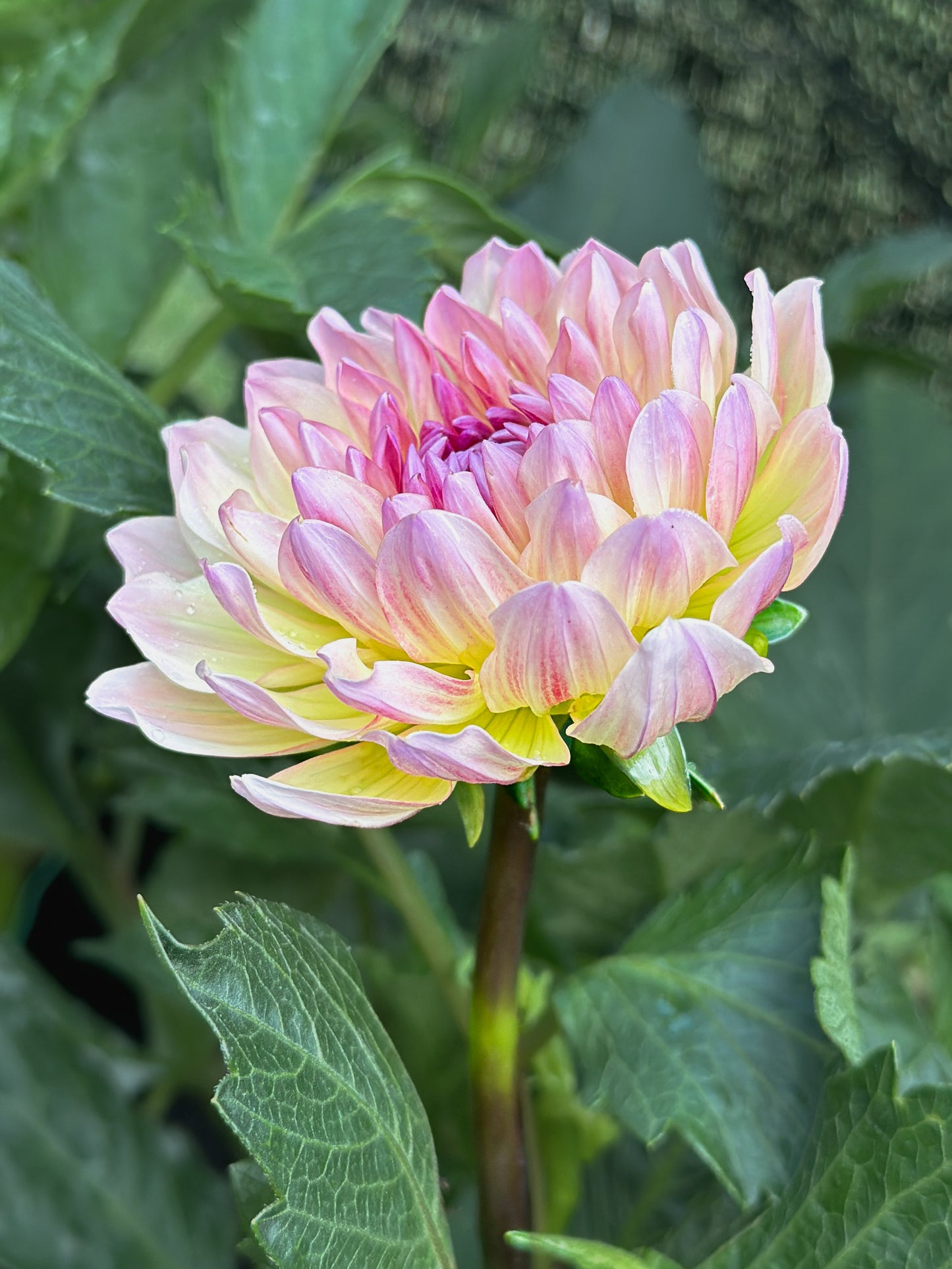 Sandia Bliss (2024)