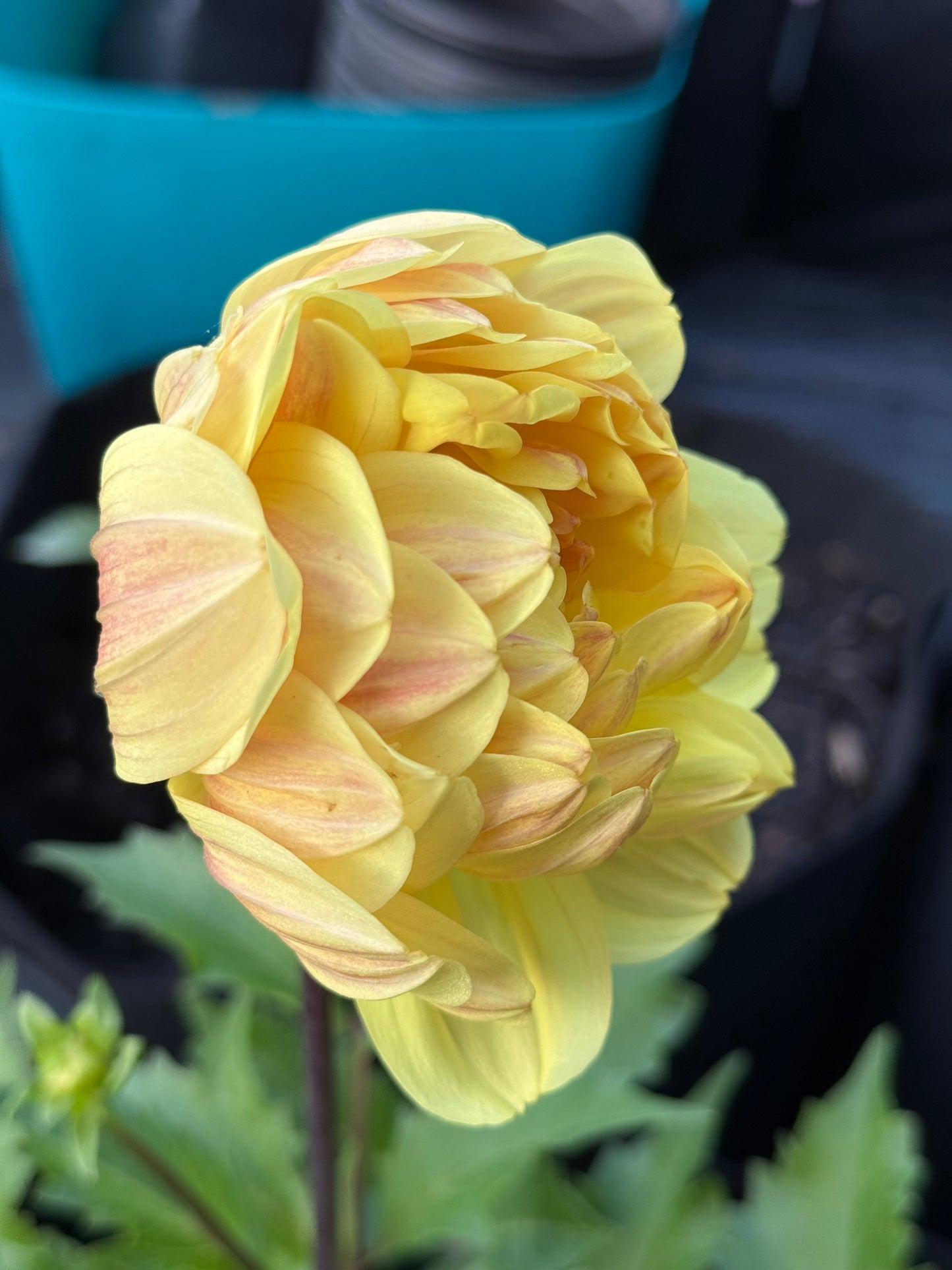 Sandia Gold (2022)