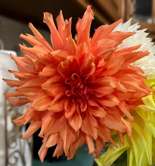 Sidehill Lucy - Cutting - Limit 1