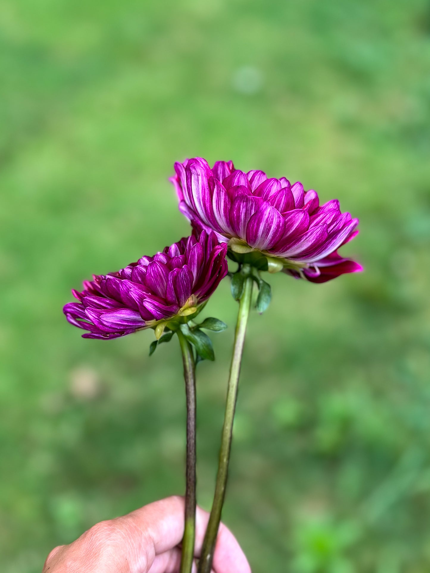 Sandia Bertha