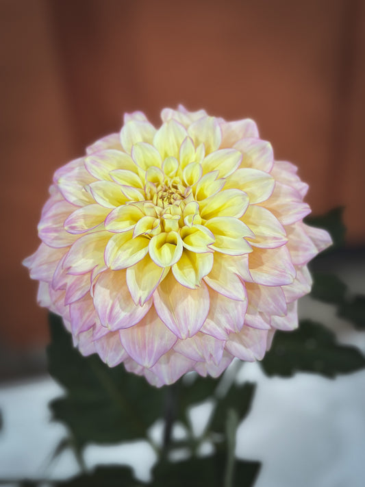 Sidehill Trishie (2016) - Cutting - Limit 1